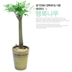 행복나무 관엽 승진 축하 화분 영전 취임 퇴임 진급 전시회 개업 인사이동 선물 : 꽃집맛집