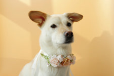 중형견 꽃목걸이 피치핑크 화관 M size 강아지 대형견 케이프 화동 웨딩촬영 : 멍스데이파티