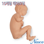 NASCO USA 10개월 태아모형 Male 남아 LF00931 : 의료기상사