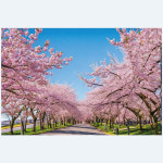 봄배경 벚꽃현수막 봄현수막 PLB01 1500-1000mm : 펄럭배너