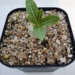 에버넘 실생 첫번째사진은 모주입니다 aa 0330 : 에이플랜트