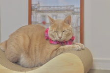 [고야미] 고양이 케이프 강아지 빈티지 핑크 체크 핸드메이드 : 고야미 GOYAMI