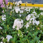 후록스 : 웃음꽃농장