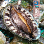 살아있는 완도 전복 1kg 24미-27미 외 택1 (완도산 활전복 산소포장 손질솔포함) : 에이제이푸드