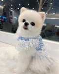 화이트선데이 라니 : 화이트 선데이