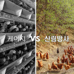 난각번호1번 유기농 유정란 초란 왕란 무항생제 논지엠오 자연 자유 방사 방목 산들내음 : 행복매뉴얼