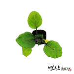 가지 모종 블랙다이아 대장형 : 변산육묘장