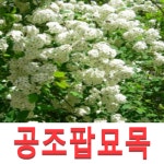 (성실G)공조팝묘목(키60센치) 5그루 : 성실원예
