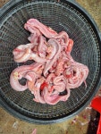자연산 진도 산꼼장어 먹장어 활 꼼장어 1kg : 진도 오일장