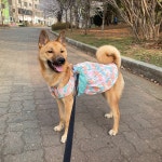 멍빅 중형견옷 대형견옷 튤립 원피스 멍피스 강아지옷 : 멍빅