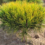 반송[최상품] 폭60cm 키60cm -온뜨락농원plus : 온뜨락농원