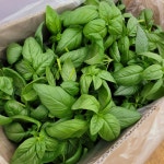 농장직송 당일수확 식용허브 신선한채소 스위트바질 생바질1kg 생바질500g 바질잎 : 신미농장