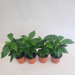 커피나무 4개묶음 공기정화식물 플랜테리어 반려식물 온누리꽃농원 : 온누리꽃농원