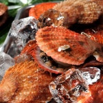 통영 당일채취 비단가리비 2kg (35-45미) : 쇼핑엔티