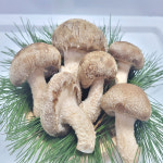 착한송이버섯 송화고 송고송화 송향버섯 선물용및 가정용1kg : 송향버섯농장