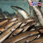 자포니카 민물장어 국내산 1kg 주문즉시 당일작업 생물 초벌 민물장어구이 : 동부수산