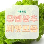 유럽상추 씨앗 모음 그린글레이스 테이데 멀티그린 레드 씸블 큐오레 찰스 피델 솔마 바티머 : 식물의집