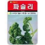 파슬리 씨앗 500립 채소 과채 샐러드 종자 아람종묘 : 농사마트