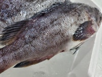 진도 자연산 당일바리 생물 우럭 활 우럭 손질 우럭 1kg : 샛별이네 생선가게