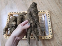 강원도 태백 고랭지6년근 1kg,500g  제철  노지 햇더덕 야생 산더덕   생더덕 깐더덕 더덕선물세트 강원도찰옥수수 : 태백더덕직판장