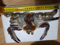 선물용 군산 암꽃게 3kg [택배불가] 간장 게장용 [방문포장] 군산 전지역 배송 가능 : 고군산푸드