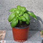 스위트바질 : 플러브 허브세상