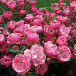 유럽 덩굴장미 나무 묘목 사계넝쿨장미 안젤라 1M20상 2-3지 줄장미 : 한밭농원