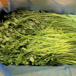 나주 세척 돌미나리 싱싱 미나리 1kg : 신신농부