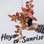호야 썬라이즈 / 선별품 소품 중품 공중행잉식물 공기정화 희귀호야 : Poetry garden