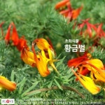 황금벌 : 플러브 허브세상