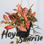 호야 썬라이즈 / 고품질 선별품 동일품 이태리토분 행잉플랜트 흙에식재 : Poetry garden