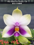 호접원종.B12번.Phal.bellina var.coerulea+sib.벨리나 세룰.실생.연노랑색에 핑크색립프.귀한품종.너무나예뻐요.아주좋은 향기가... 