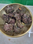 산지직송 통영 뿔소라 1kg (2kg부터가능) : 천광수산