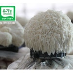 유기농 생 노루 궁뎅이 궁댕이 버섯 300g 산지직송 여수 돌산 농장 : 둥굴맘