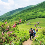 강원 인제 곰배골로 오르는 곰배령 야생화(곰배골 탐방로 귀둔리-곰배령)트래킹 당일여행 : 여행자클럽