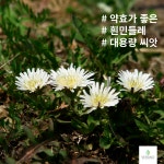 흰민들레 씨앗 1kg 야생화 종자 약용 식용 가능 하얀민들레 : 베라노가게