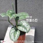 엔젤스킨 : 플러브 허브세상