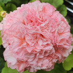 예쁜제라늄 조날계 골든초이스 유럽제라늄 농장직송 모종 : 예쁜제라늄농장