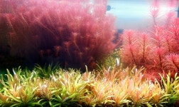 양많은 무균컵수초 로탈라 왈리키 화사한 핑크색 조직배양수초 중경 후경 : 수초스토어