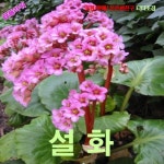 팝플라워 설화 (Bergenia, 히말라야바위취) 씨앗 15립 : 티티산업