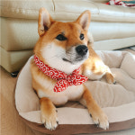 강아지 당초무늬 시바견 시바 당초 스카프 목도리 빨강 M : 킁킁펫