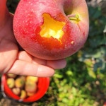 [한박농장] 만원의 행복사과 2.5kg (중과)11과 : 한박농장