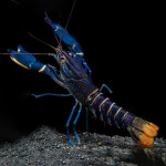 파푸아 블루문 스네이크스킨 애완가재 8~9cm전후 : 새우에진심