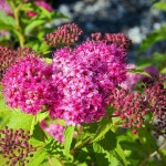 삼색 조팝나무 꽃화분 봄꽃 조경수 : 세종식물원