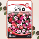 일일초 씨앗 50립 꽃씨 매일 핀다고하여 일일초꽃 식물세계 : 식물세계