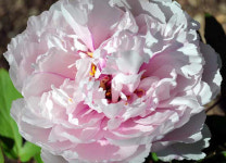 [단품] 목단 설영도화 (연분홍겹목단) 겹꽃 인테리어화분 인테리어식물 : Forest Floor