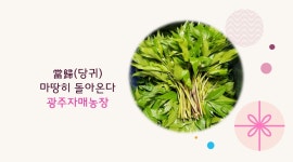 광주자매농장 당귀잎 : 광주자매농장