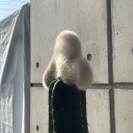 부산 개업 화분 밍크 선인장 거실용 집들이 선물 : 식물나라와 선인장