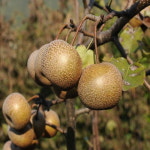 돌배나무 묘목 석향 접목1년생 : 충청농원