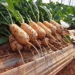 고창황토밭 알타리 7kg 총각무 아삭 달캉 초롱무 알타리무 당일수확 출고 : 지호네농장